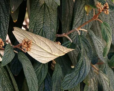 File:Viburnum.rhytidophyllum.jpg - Wikimedia Commons