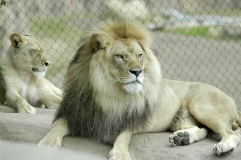 Chadwick, the Santa Barbara Zoo’s Elderly Lion, Has Died - T