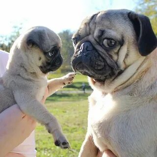 baby pugs near me Online Shopping