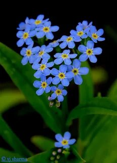 Heart of forget me not ! Flowers photography beautiful, Flow
