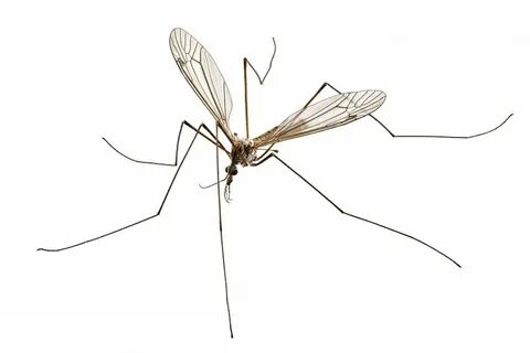 These Are Not Called Mosquito Hawks -- So What Are They?