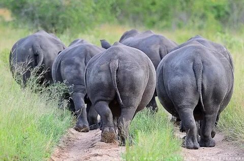 a group of young white rhino Animales de africa, Rinoceronte