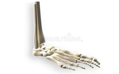 Leg bone stock illustration. Illustration of foot, medical -