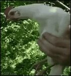 Chicken Head Not Moving GIF - Chicken Head Not Moving - Disc