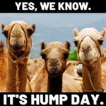 20 Hump Day Memes To Help You Laugh Thru Wednesday - Digital