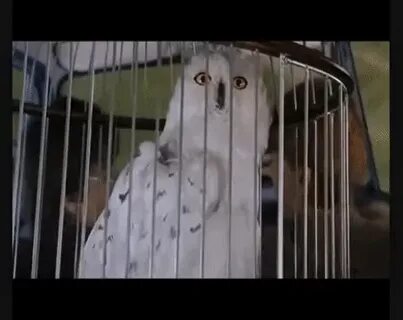 Hedwig's Face GIF Gfycat