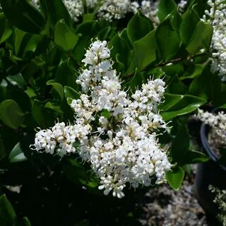 Ligustrum japonicum 'Texanum' - Waxleaf Privet - Mid Valley 