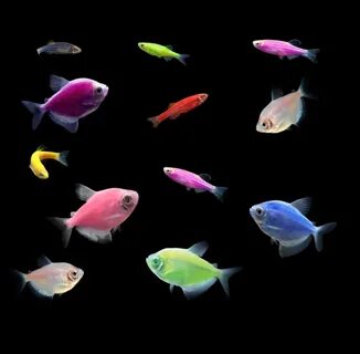 GloFish 10G Community Collection