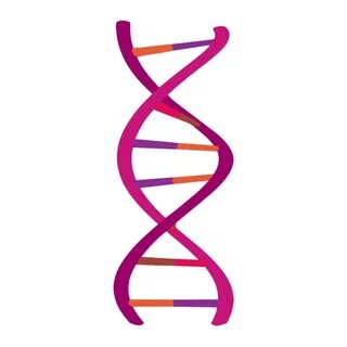 Dna clipart nucleic acid, Picture #925849 dna clipart nuclei