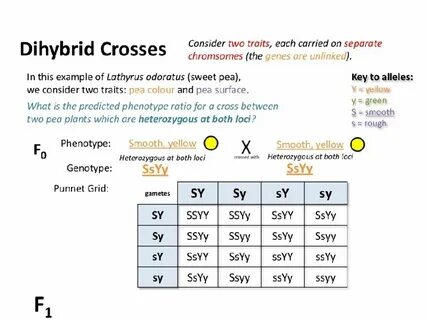 10.2 Dihybrid Cross. Vocabulary Dihybrid crosses involve two