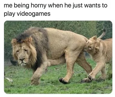 Sexually Exhausted Lion Becomes the Joke of Twitter - Funny 