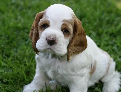 44 Very Cute Cocker Spaniel Puppy Pictures
