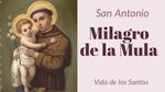 Milagro de la Mula (San Antonio) - YouTube