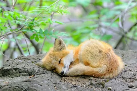 Photo via. www.grafphoto.com. baby fox. 