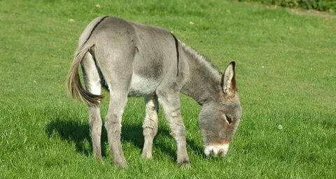 donkey Donkey, Mini donkey, Miniature donkey