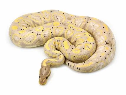 banana-black-pastel-col Ball python, Python, Pinstripe ball 