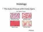 Histology. The study of tissues within body organs. - ppt do
