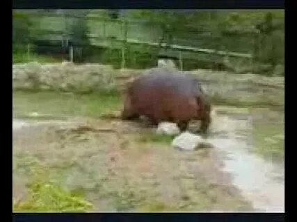 Hippo gets explosive diarrhea - YouTube