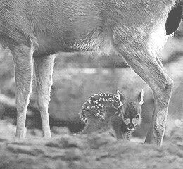 Nature deer fawn GIF - Find on GIFER
