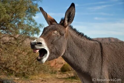 Wild-Burro-braying-in-Red-Rock-Canyon-national-conservatio. 