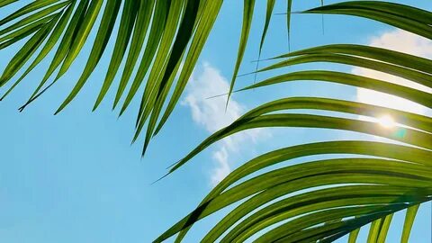 Palm, Tree, Leaves, Sky, Wallpapers Free Download - Desktop 