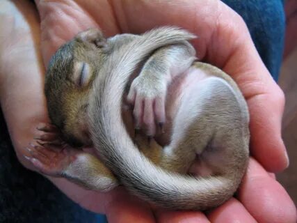 /baby+chipmunk+vs+baby+squirrel