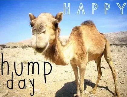 Hump Day Camel Pics - Фото база
