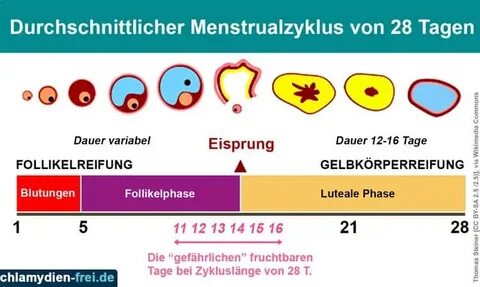 Eisprung sex Attractiveness of women's body odors over the m