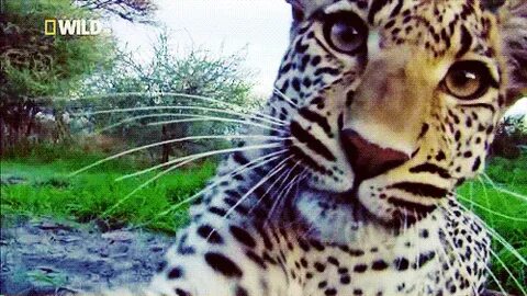 Гифка ягуар леопард животные гиф картинка, скачать анимирова