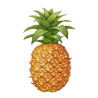 Realistic Pineapple Related Keywords & Suggestions - Realist