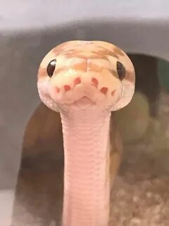 Hello There! Cute snake, Pet snake, Cute reptiles