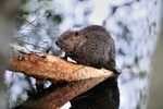 Why we should be welcoming back Scottish Beavers - Trees for