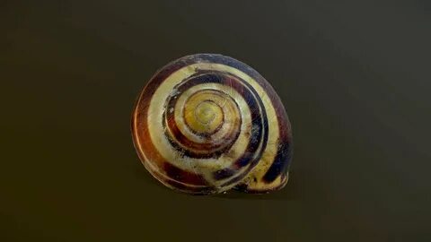 Snail Shell - Lowpoly - Download Free 3D model by Rick Hoppm