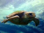 Free Images : ocean, underwater, blue, sea turtle, reptile, 