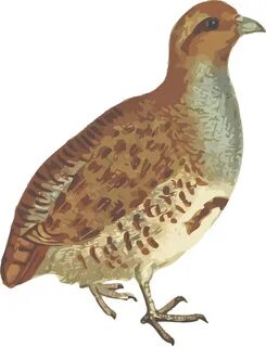 Quail clipart partridge, Quail partridge Transparent FREE fo