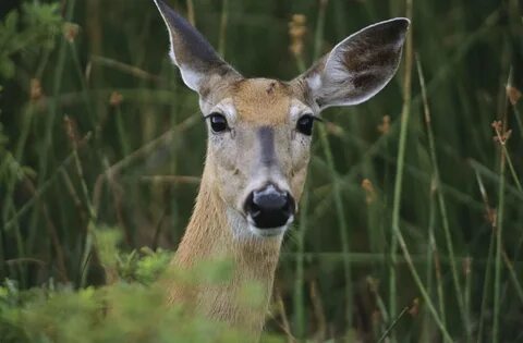 Free photo: Female Deer - Animal, Deer, Female - Free Downlo