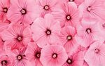Pink Flower Images Backgrounds - Wallpaper Cave