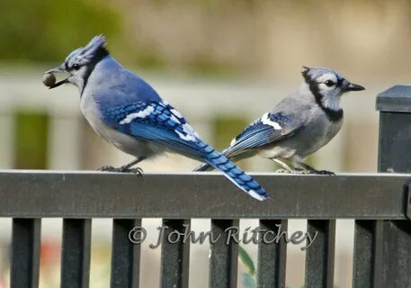 Mr and Mrs Blue Jay Not often do you get the male and fema. 
