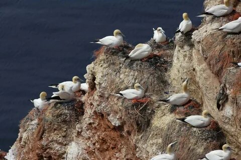 HD desktop wallpaper: Animals, Seagulls, Rock, Nest download