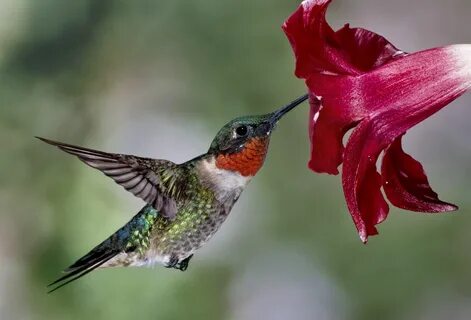 Male Ruby-Throated Hummingbird Click on image for higher res