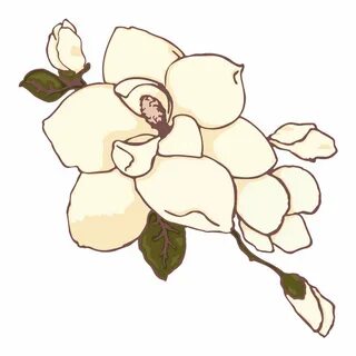 magnolia flower clip art - Clip Art Library