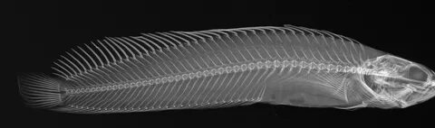 Sorted X Ray Fish Pictures on Animal Picture Society