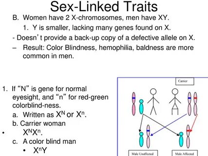 PPT - Patterns of Heredity PowerPoint Presentation, free dow