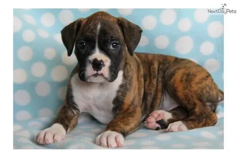 Boxer Puppies Pa : Boxer Puppies For Sale In PA / Find boxer