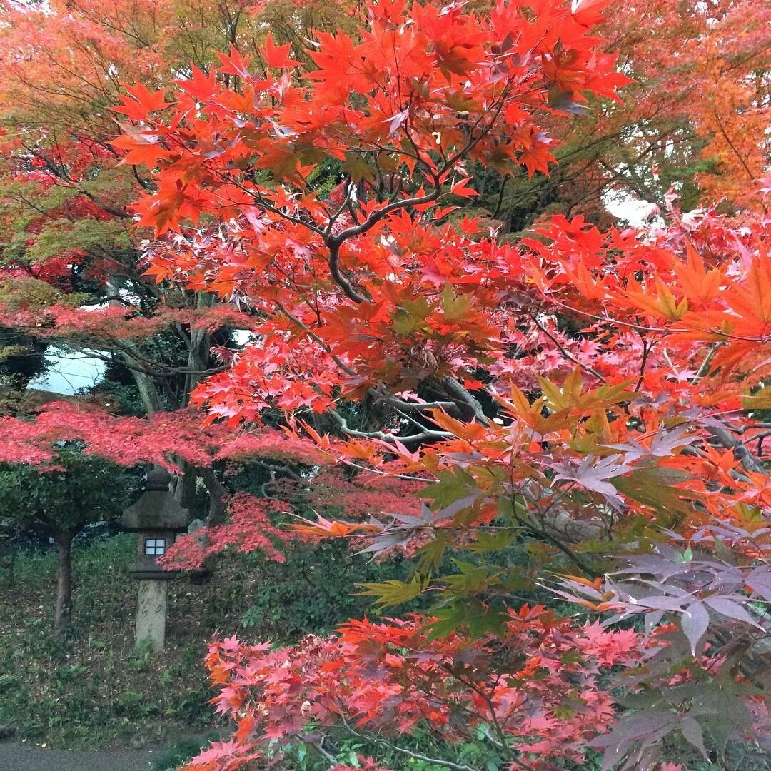 It was so warm there that the Japanese maple still looked like this :) #jap...