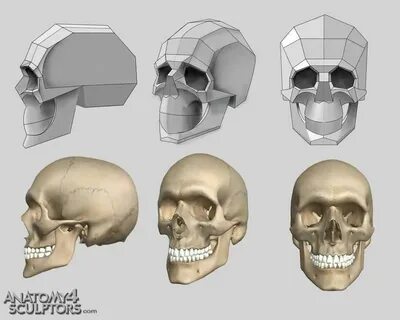 유혹 - 유혹's Photos Facebook Skull anatomy, Skull reference, An