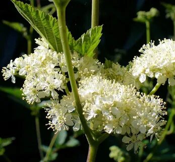 Meadowsweet enhanced - Highbury Wildlife GardenHighbury Wild