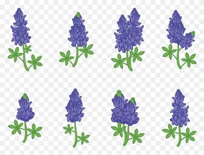 Bluebonnet Flower Vectors, Plant, Blossom, Lupin HD PNG Down