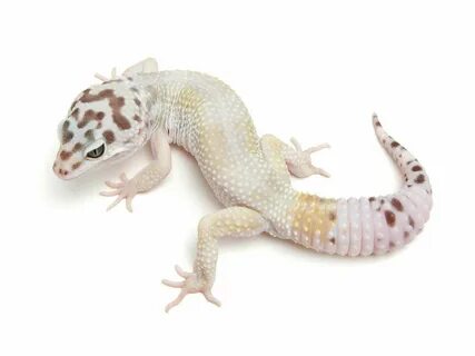 Super Hypo TUG Snow The Urban Gecko Leopard gecko morphs, Ge
