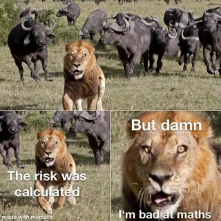 Lion King meme savanna Africa pride Funny relatable memes, F